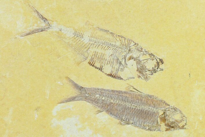 4.4" Diplomystus With Knightia Fossil Fish - Green River Formation